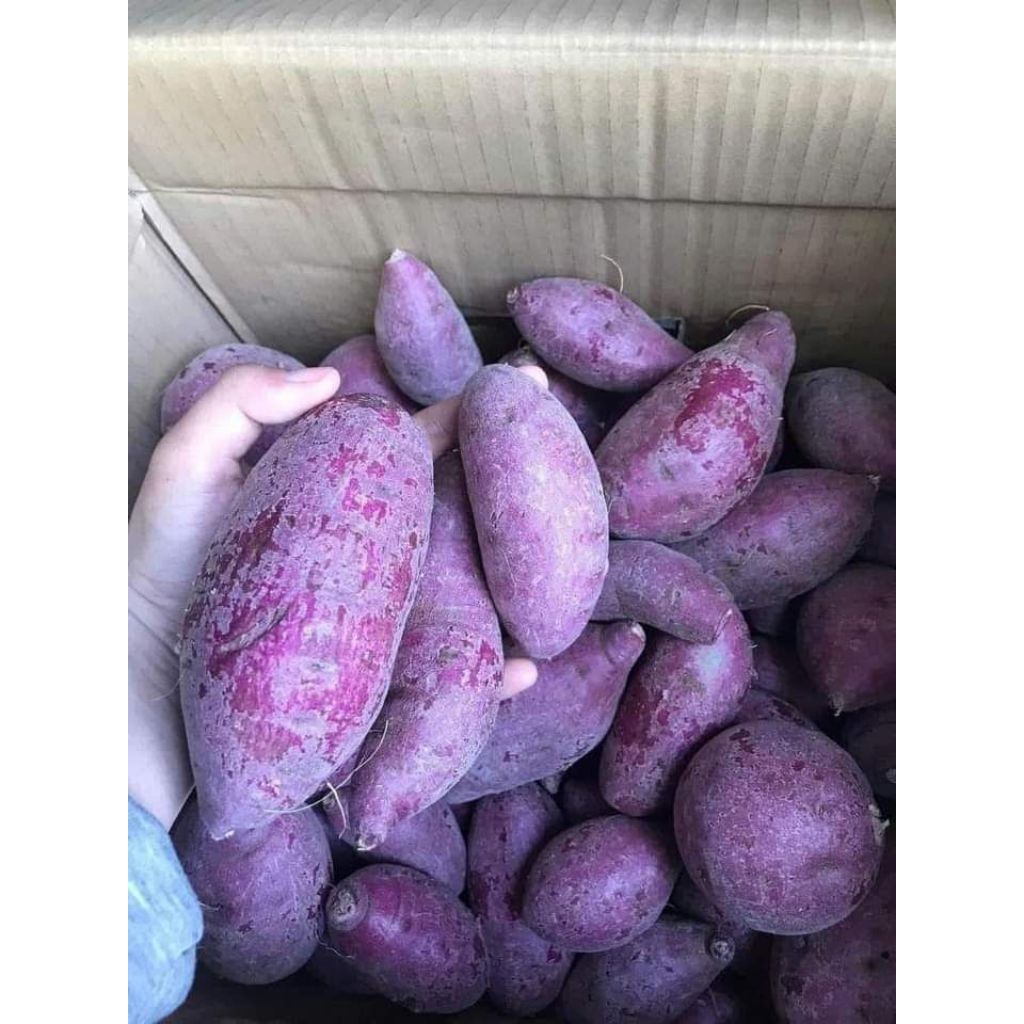 

ubi madu ciembu dan umbi ungu