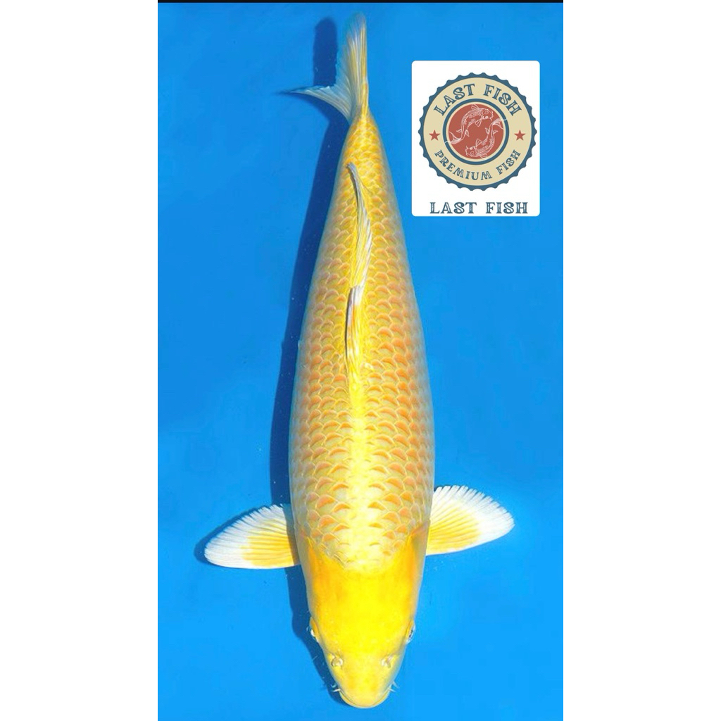 Ready Koi Ogon size 20-25Cm Super Berquality Grade A Blitar