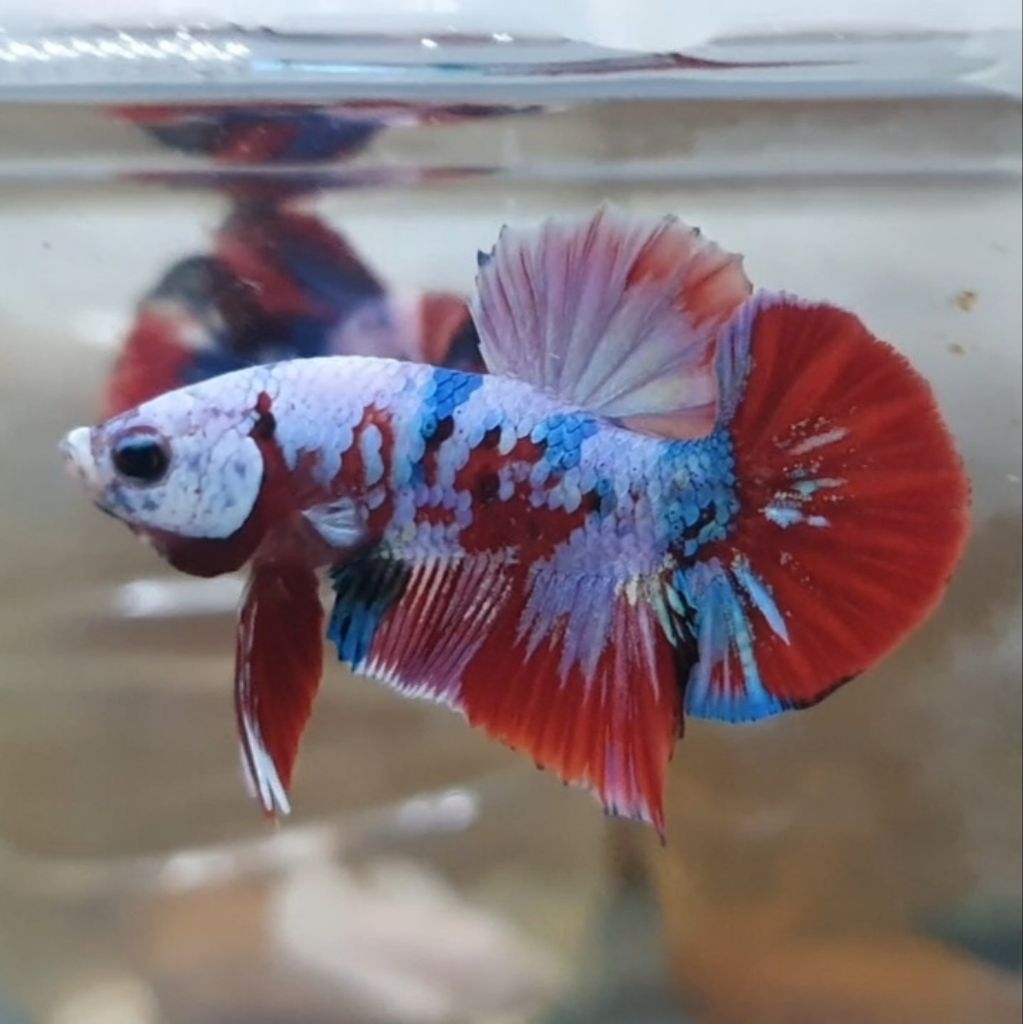 Plakat Red Barongsai realpict