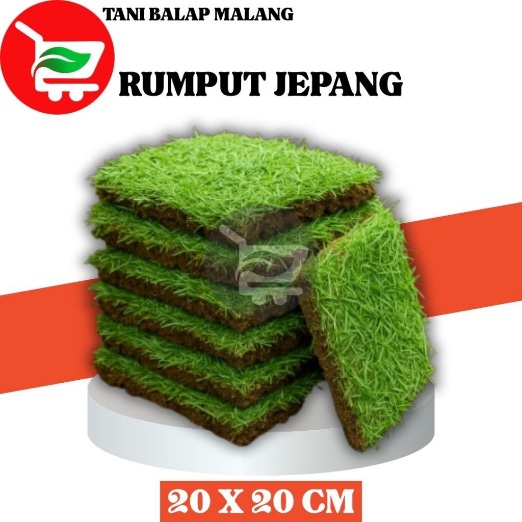 TANI BALAP MALANG 87 Rumput Jepang Hidup 20x20 Cm / Rumput Hias Segar Untuk Taman / Makam / Kuburan