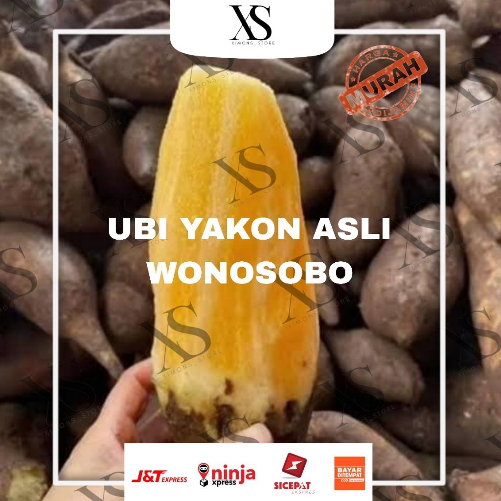 

UBI YAKON ASLI WONOSOBO