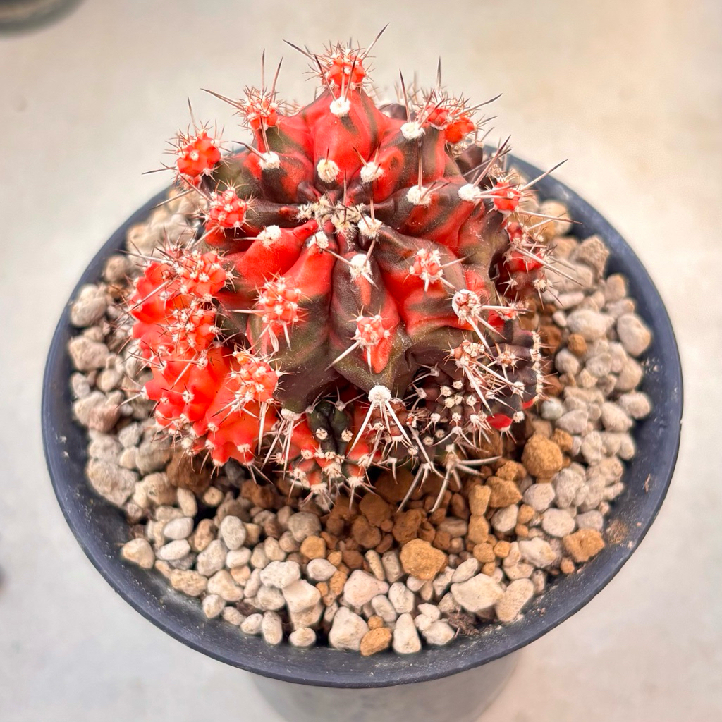Kaktus Cluster Var Gymnocalycium Mihanovichii Thailand Variegata / Gymno Miha Thai Var
