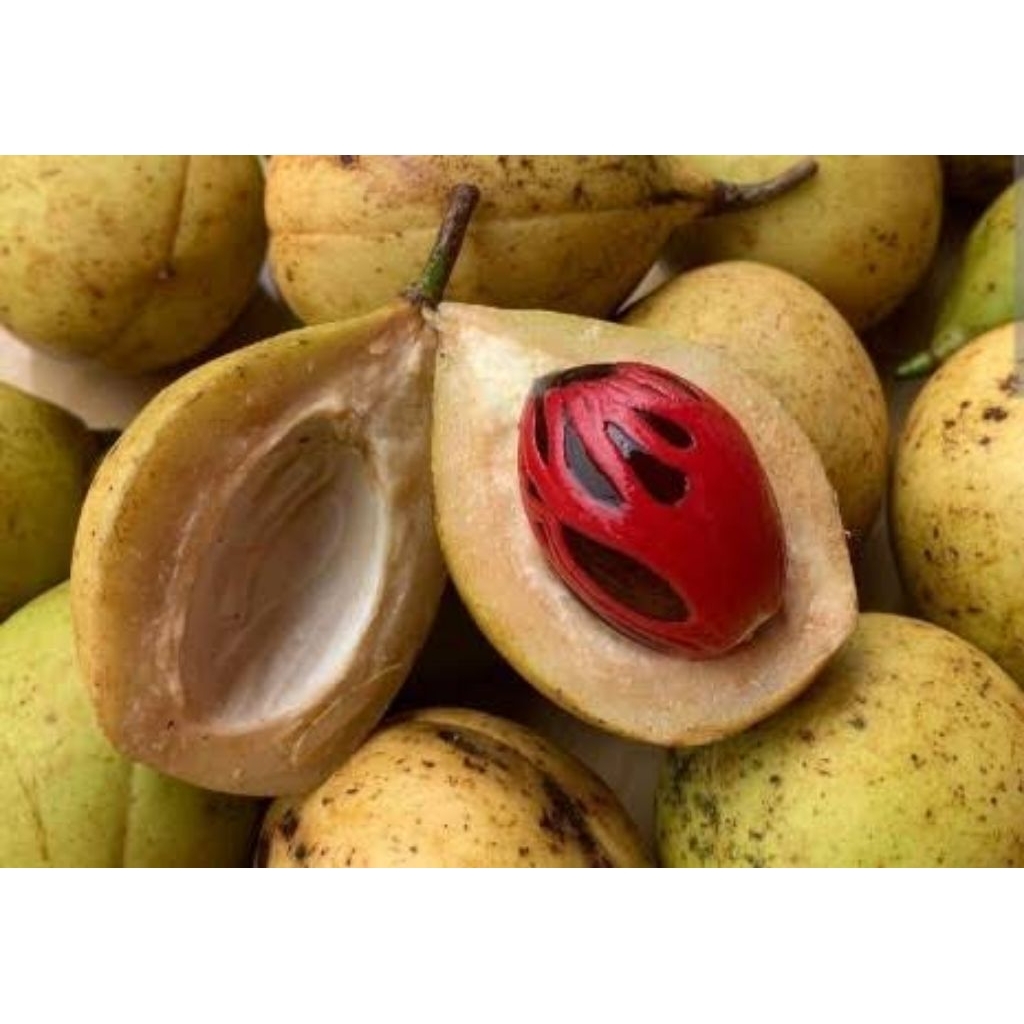 

buah pala fresh 1 kg langsung petik dari pohon termurah