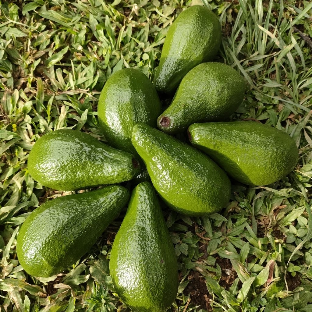 Replika Alpukat (ukuran sedang) / Dummy buah / Buah Palsu / Dekorasi / Hiasan
