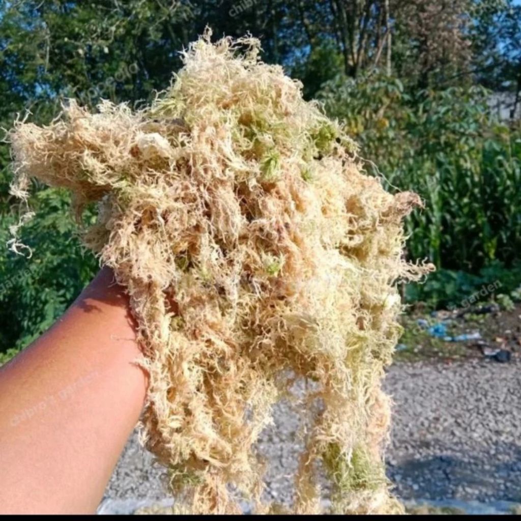 spagnum mos putih lokal murah 100 gram,media tanam Anggrek,tanaman,media tanam tanaman