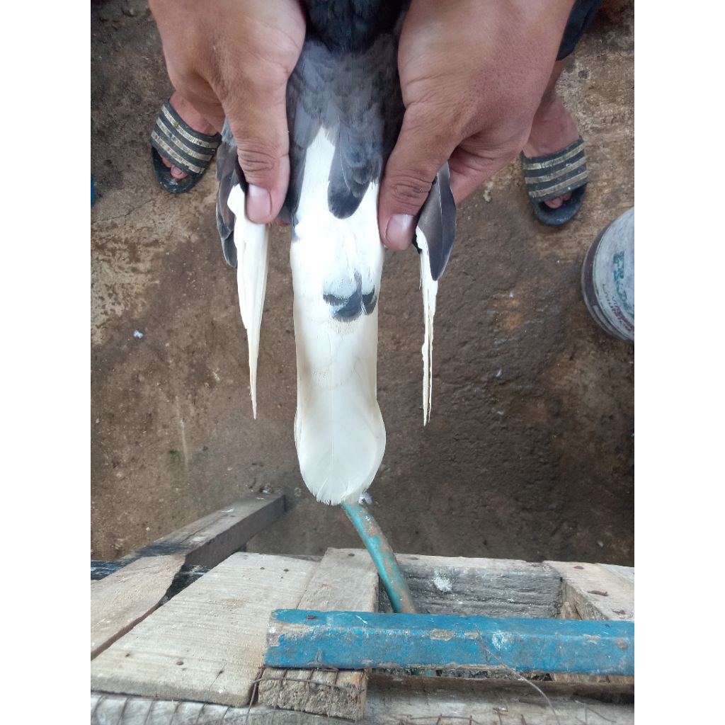 Merpati Plontang Jantan Ekor putih