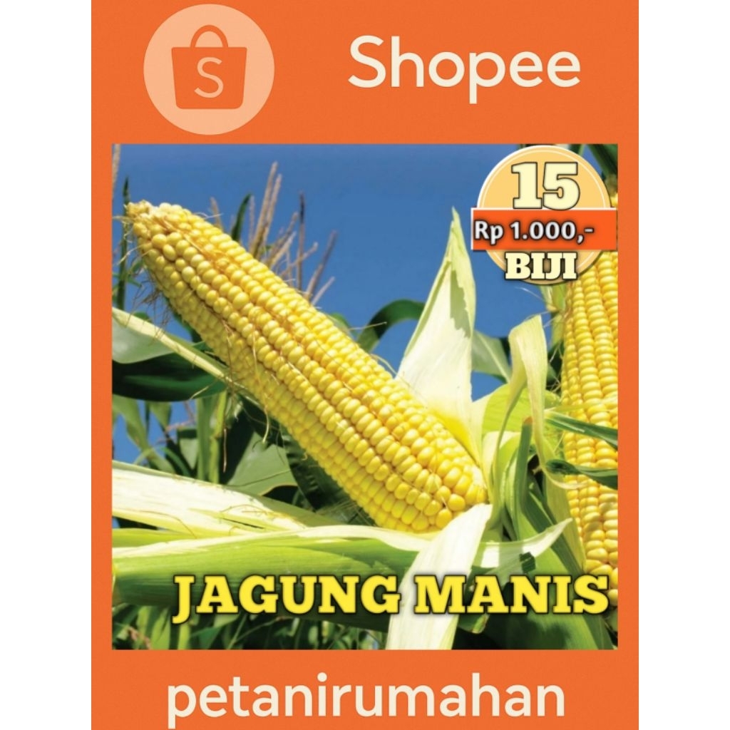 Benih Aneka Jagung | Manis, Pelangi, Putih, Hitam, Ketan | Eceran Seribuan