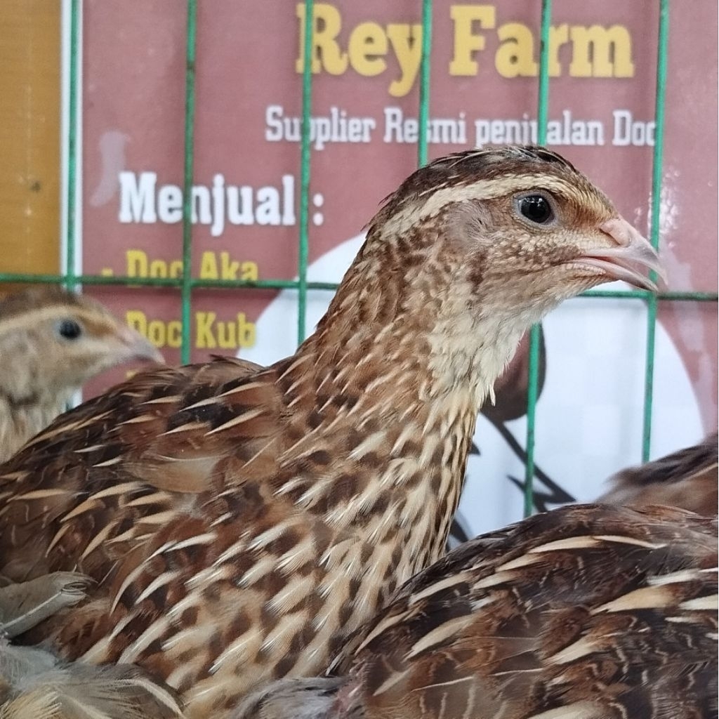Burung Puyuh Betina siap Telur