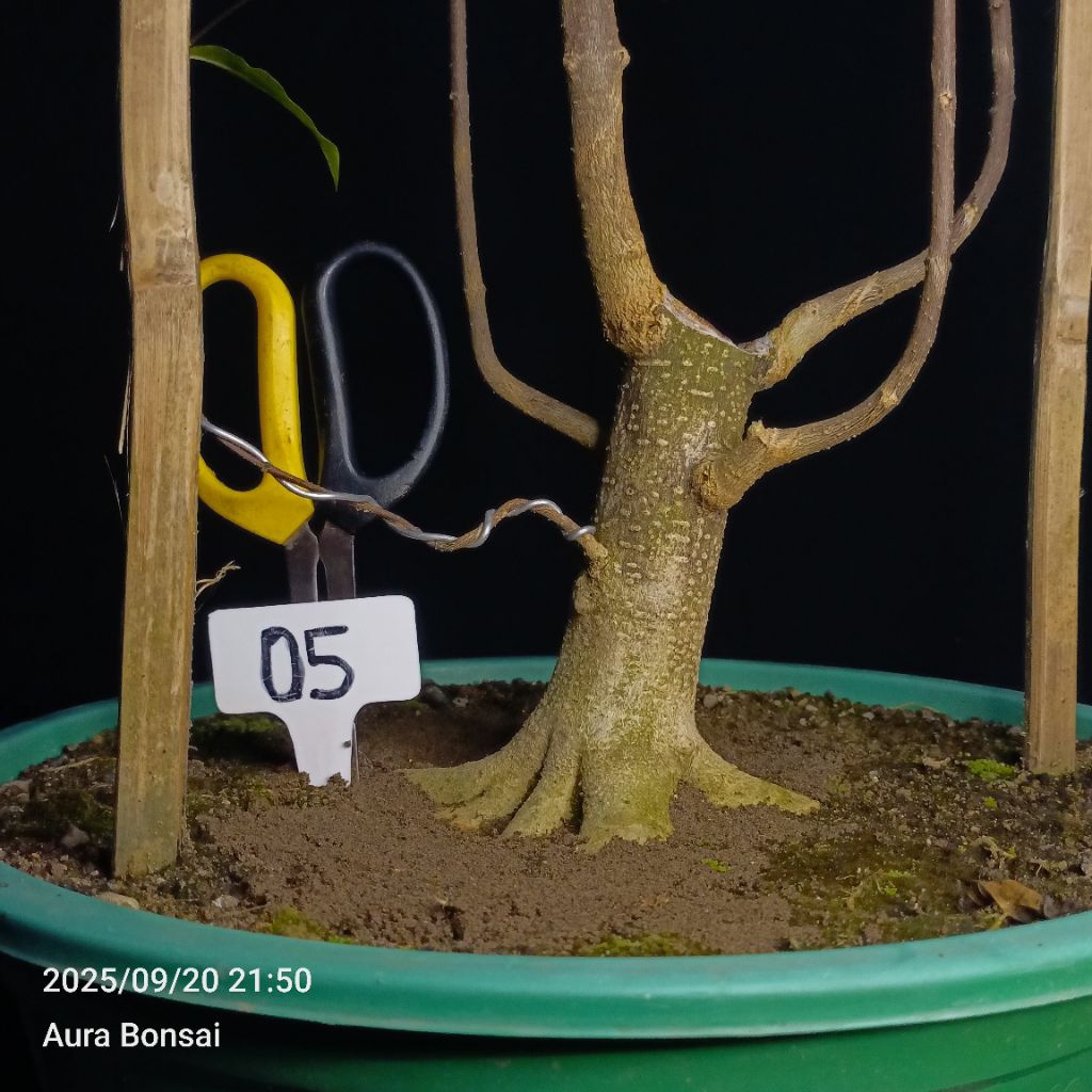 05 - Bahan Bonsai Anting Putri Anput Prokar