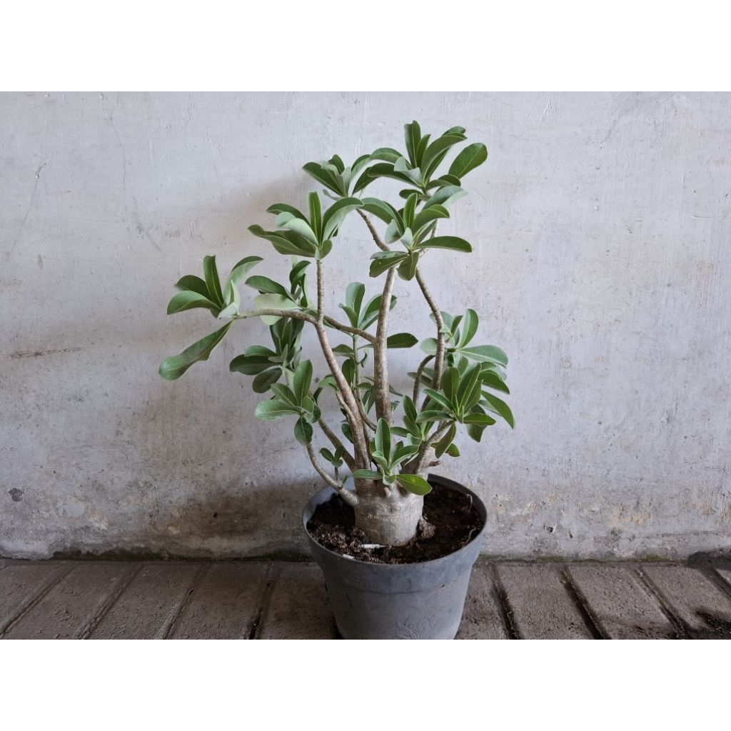 Adenium Arabicum RCN dan Hibrid Ukuran Sedang Bunga Kamboja Jepang Arabicum Mawar Gurun Jenis Arabic