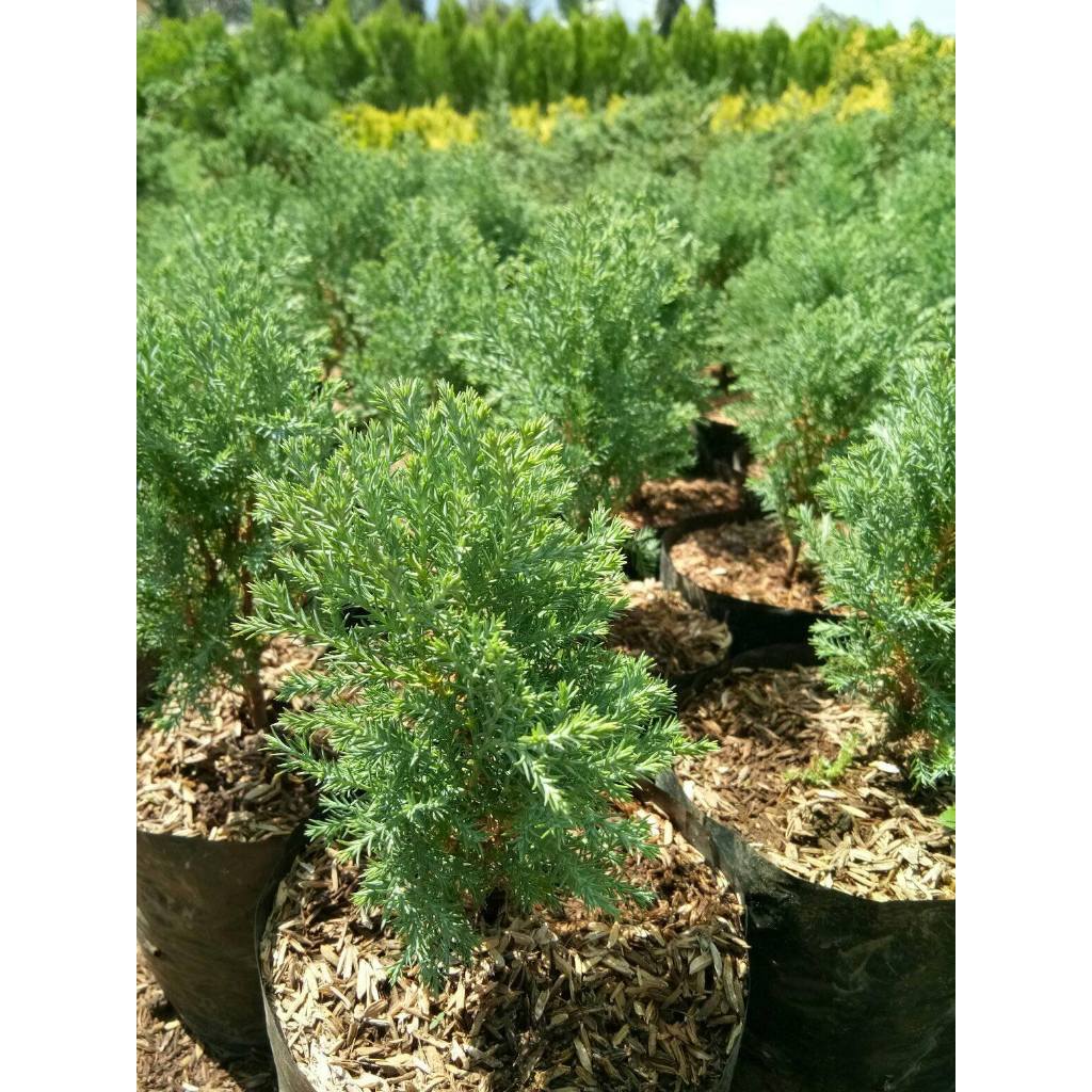 Cemara Embun cemara Wangi Cemara Rentes bibit tanaman cemara cemara wangi