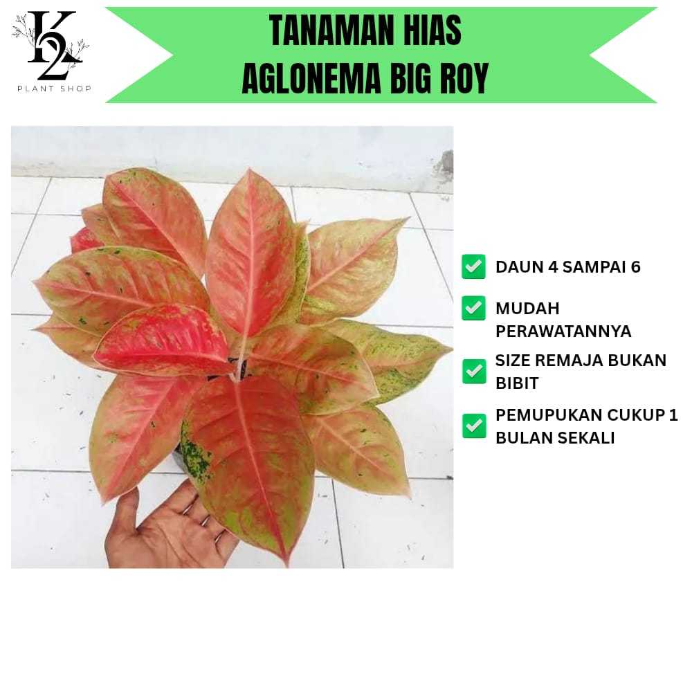AGLONEMA BIG ROY RIMBUN 4-6 Daun Tanaman Hias Aglonema Bisa COD