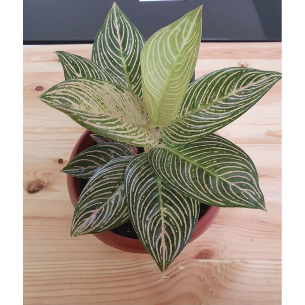 Tanaman hias Aglonema golden hope anakan