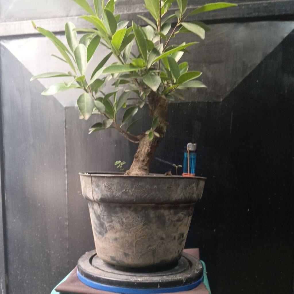 BAHAN BONSAI IPRIK