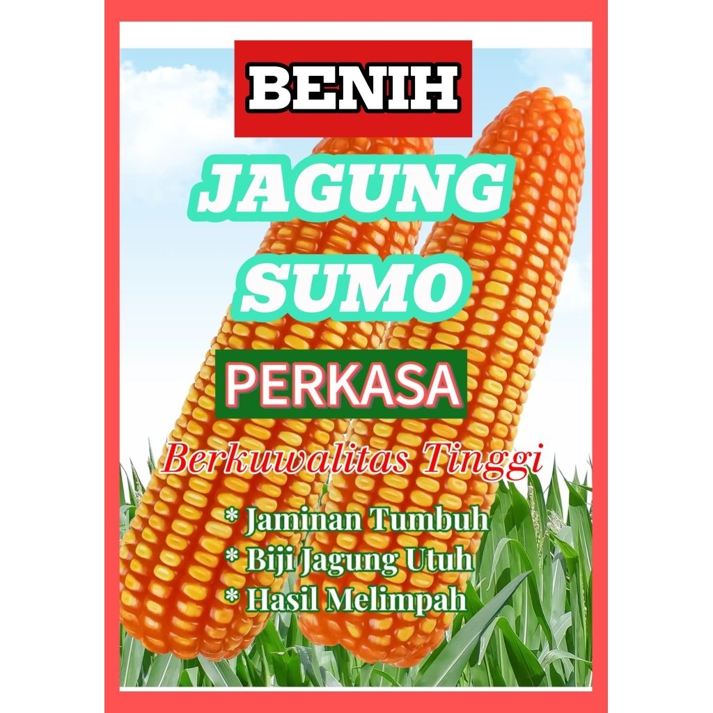 1Kg Benih Jagung Sumo Perkasa berkualitas tinggi - Benih Jagung Sumo Perkasa