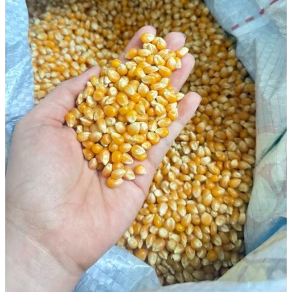 jagung popcorn mentah/jagung popcorn premium/biji jagung 5kg