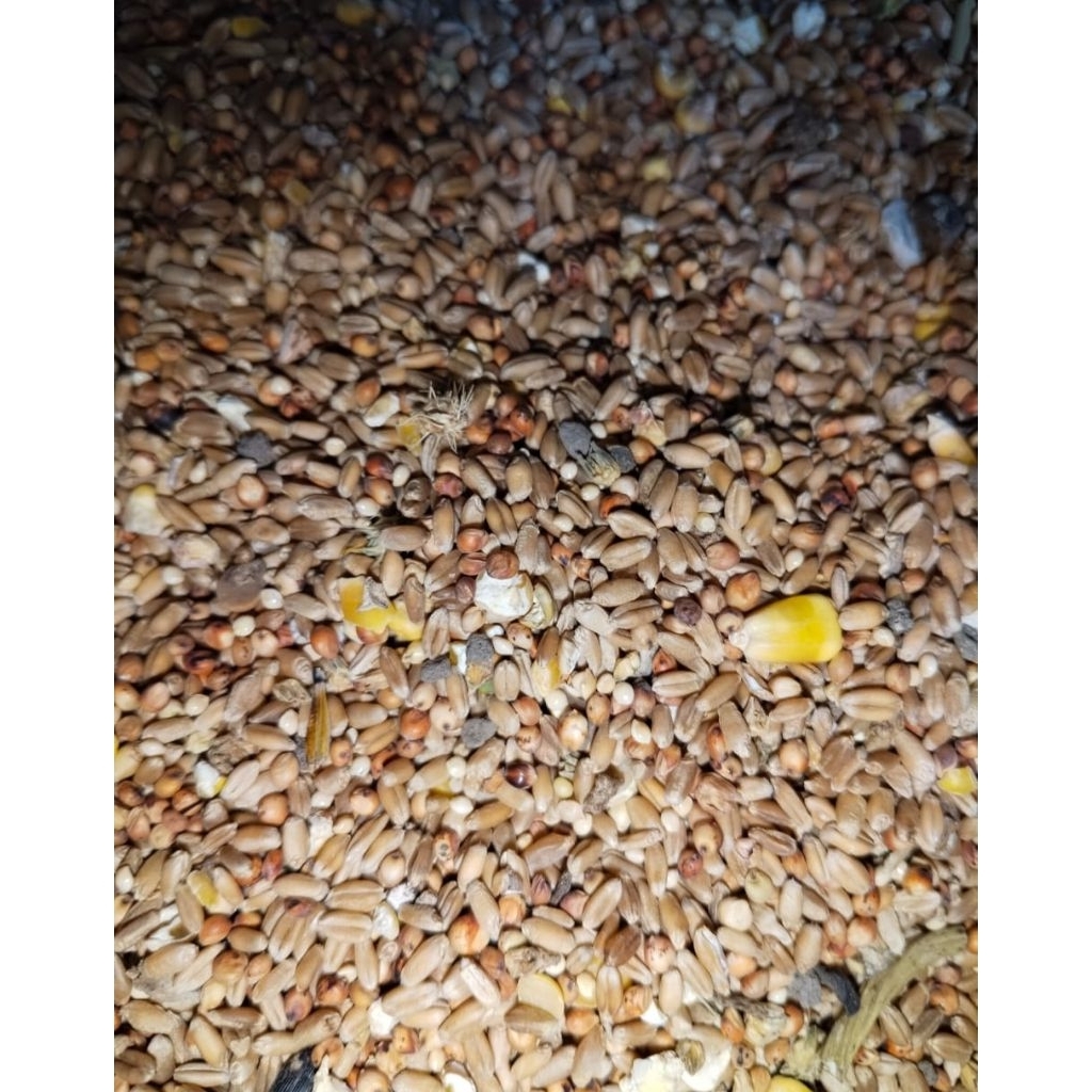 Gandum Sorgum Milet pakan ternak