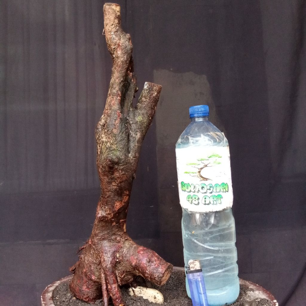 Bahan Bonsai Bidara Arab Formal Bunjin Karakter Tua Medium Size Real Pict