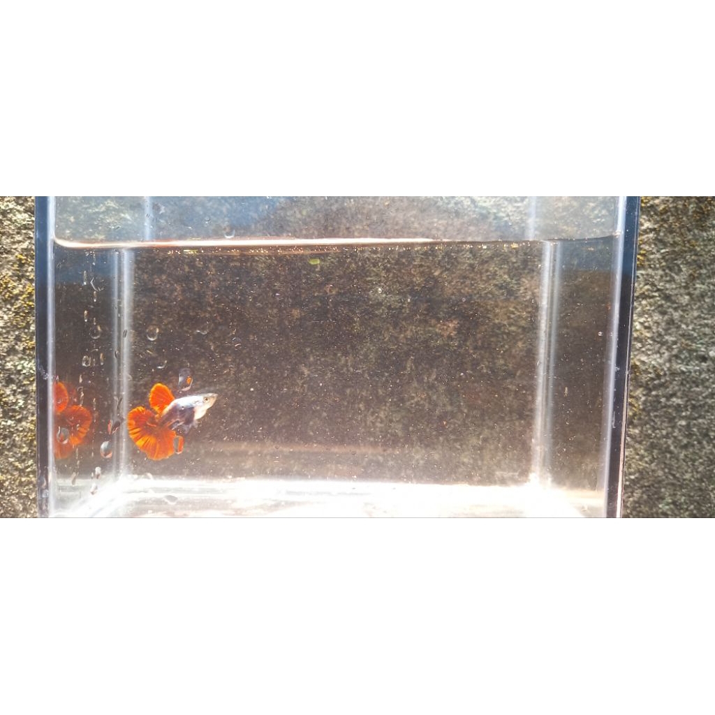 guppy platinum red tail dumbo