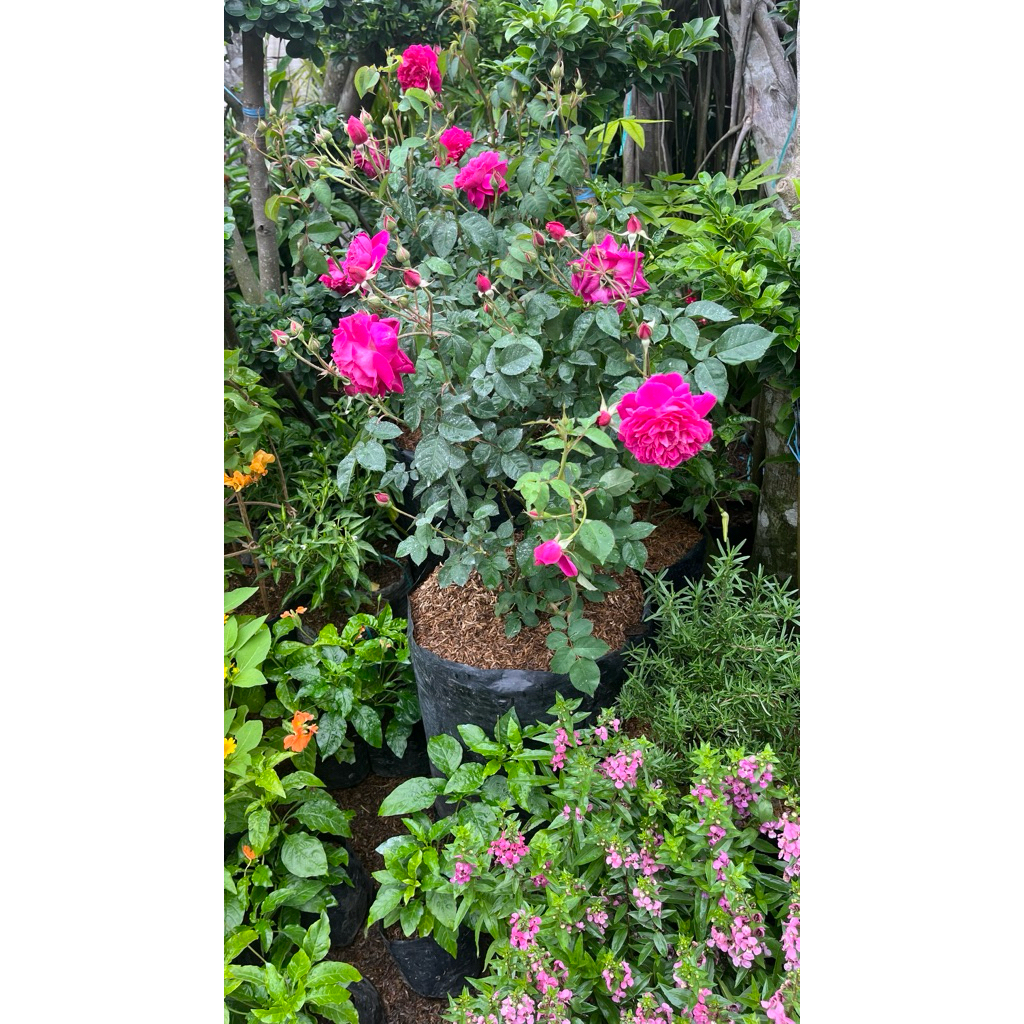 Bunga Mawar Kampung Besar Wangi