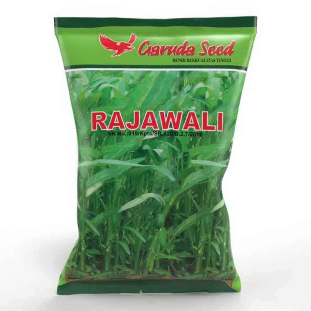 Benih kangkung Rajawali 1kg | bibit kangkung daun lebar rajawali 1 kg