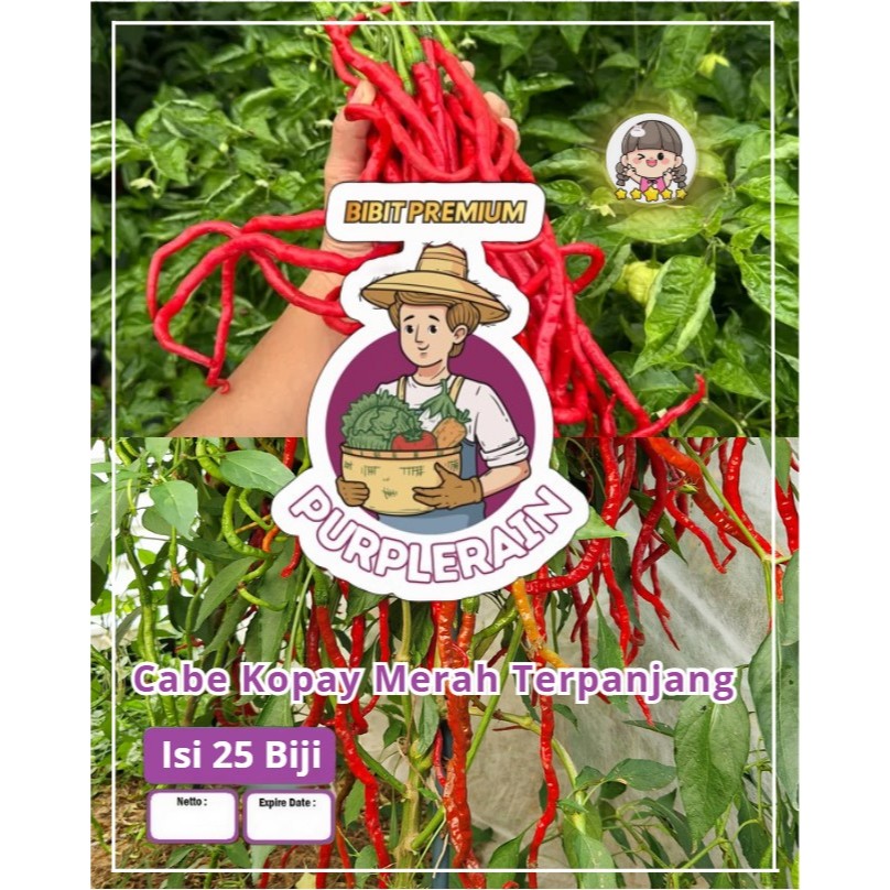 Bibit Premium Cabe Kopay Merah Terpanjang | Bij Benih Cabe Kopay Merah | Cabai Kopay