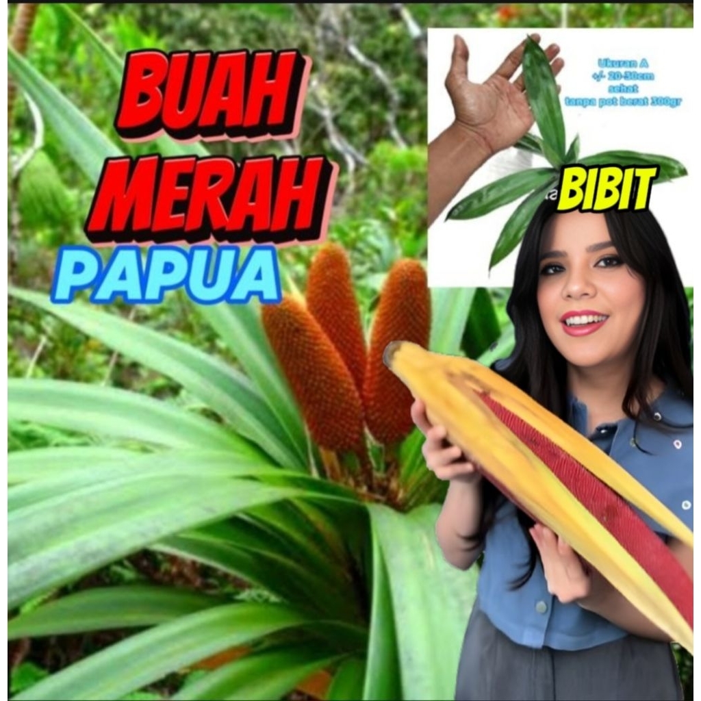 buah merah papua