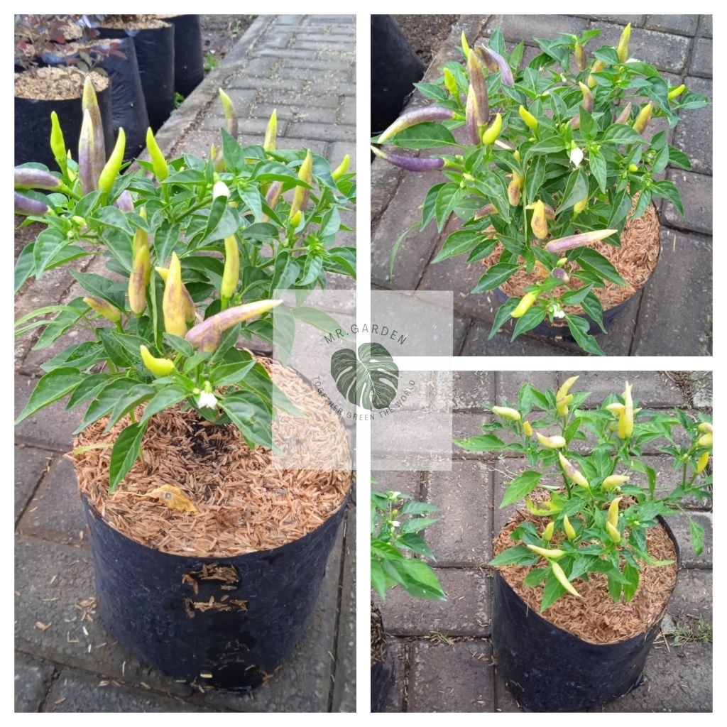 

Tanaman Cabe Rawit Indukan Kondisi Rimbun Dan Berbuah