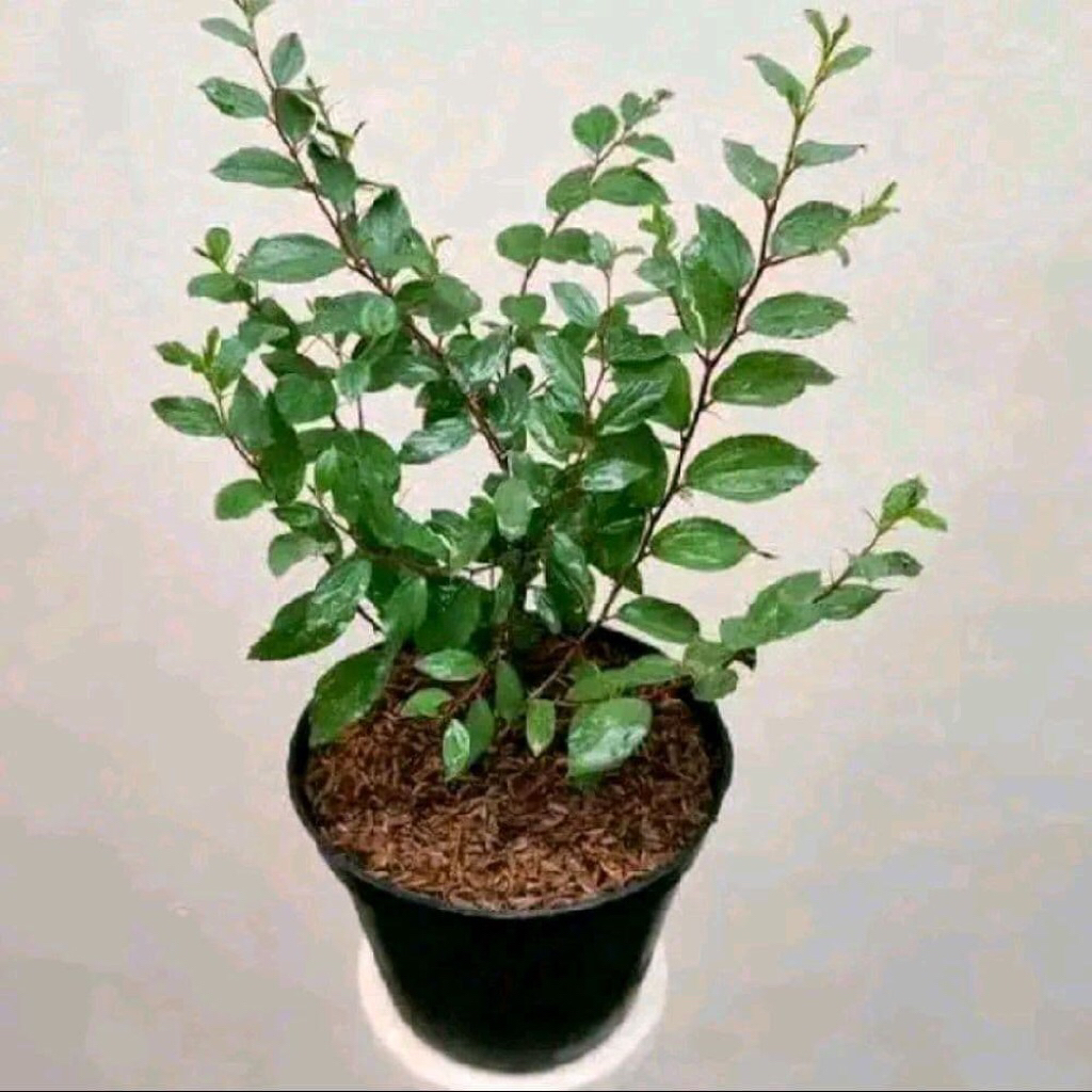 bidara arab tanaman bidara arab