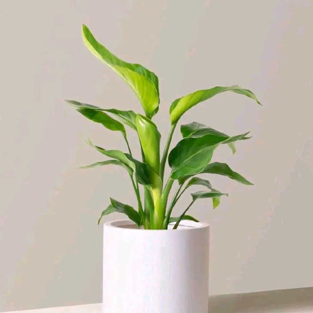 pisang kipas tanaman hias pisang kipas