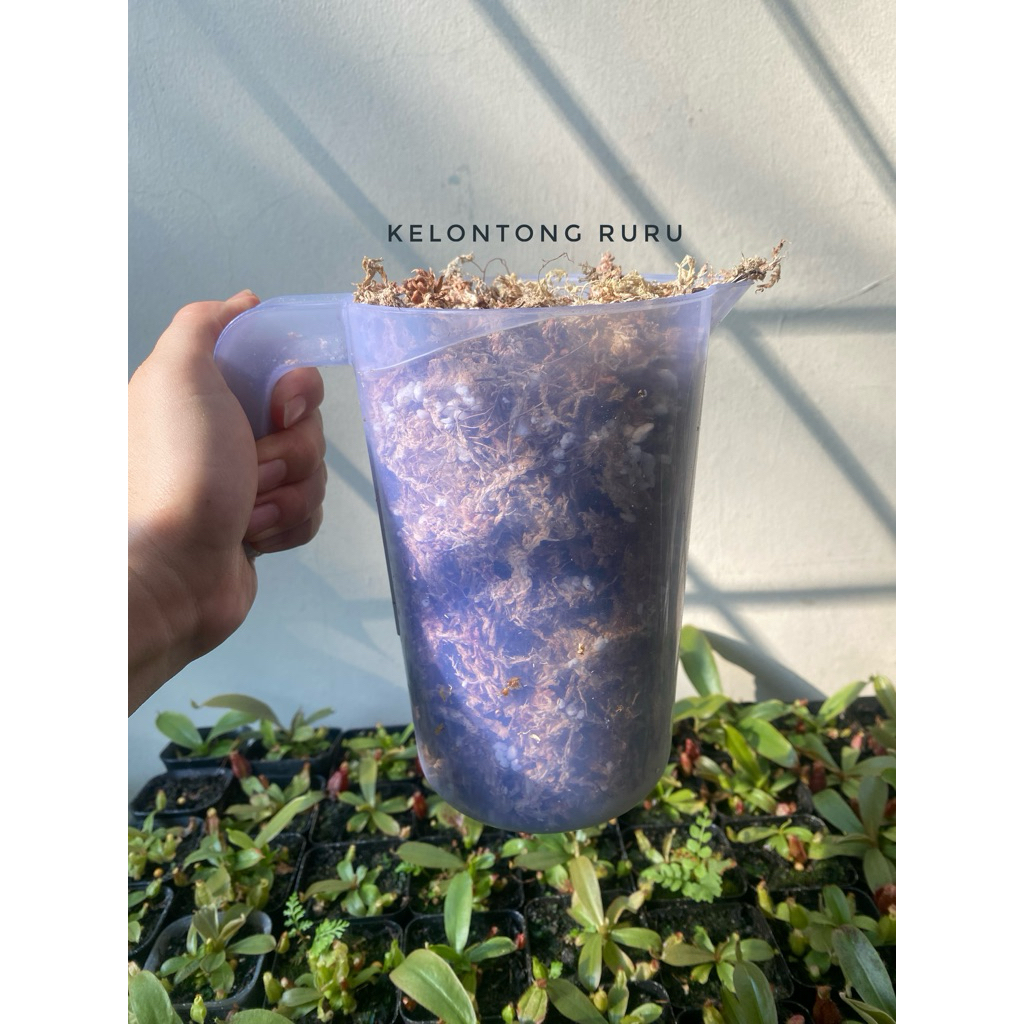 media tanam sphagnum mix perlite untuk tanaman karnivora