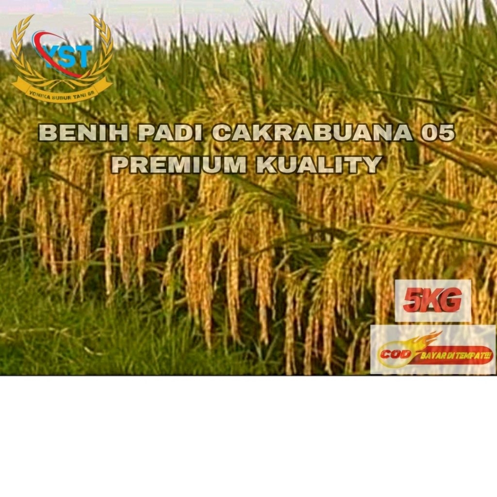 BENIH PADI CAKRABUANA 05_5KG PREMIUM KUALITY