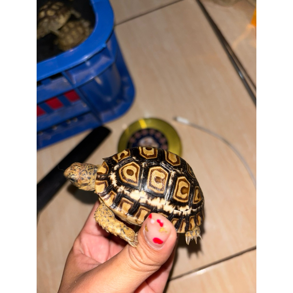 pardalis snow 7cm CB INDO GEN SNOW