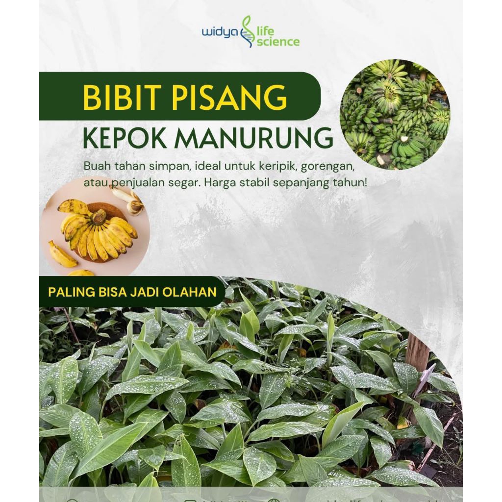 Bibit Pisang Kepok Tanjung Kultur Jaringan | Bibit Pisang Kepok Tanpa Jantung Kultur Jaringan | Bibi