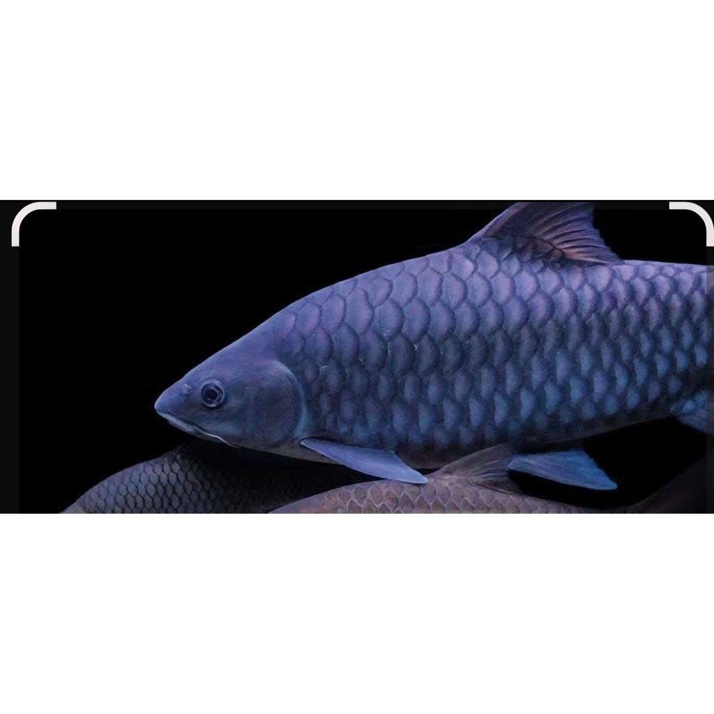 mainan tor tambroides kalimantan 4-6cm