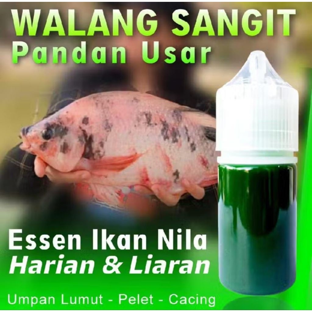 Essen Ikan Nila Media Lumut Paling Gacor, Essen Ikan Nila Galak Aroma Wangi Segar walangsangit panda