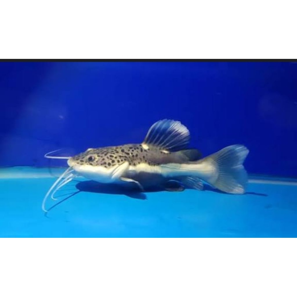 aksesoris aquarium (RTC 10/12 CM) 3ekor