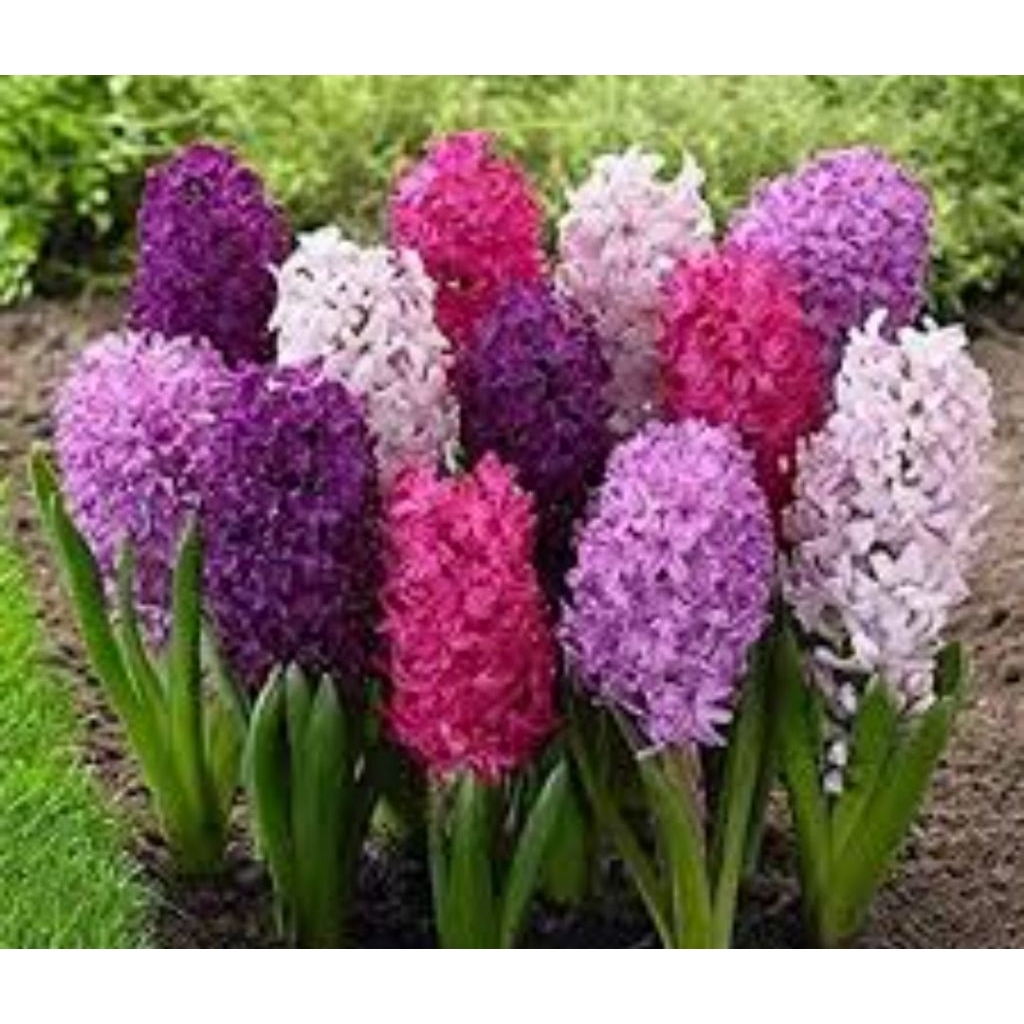 Promo paket 10 tanaman hias umbi bunga hyacinth/tanaman umbi bunga hyacinthb warna warni