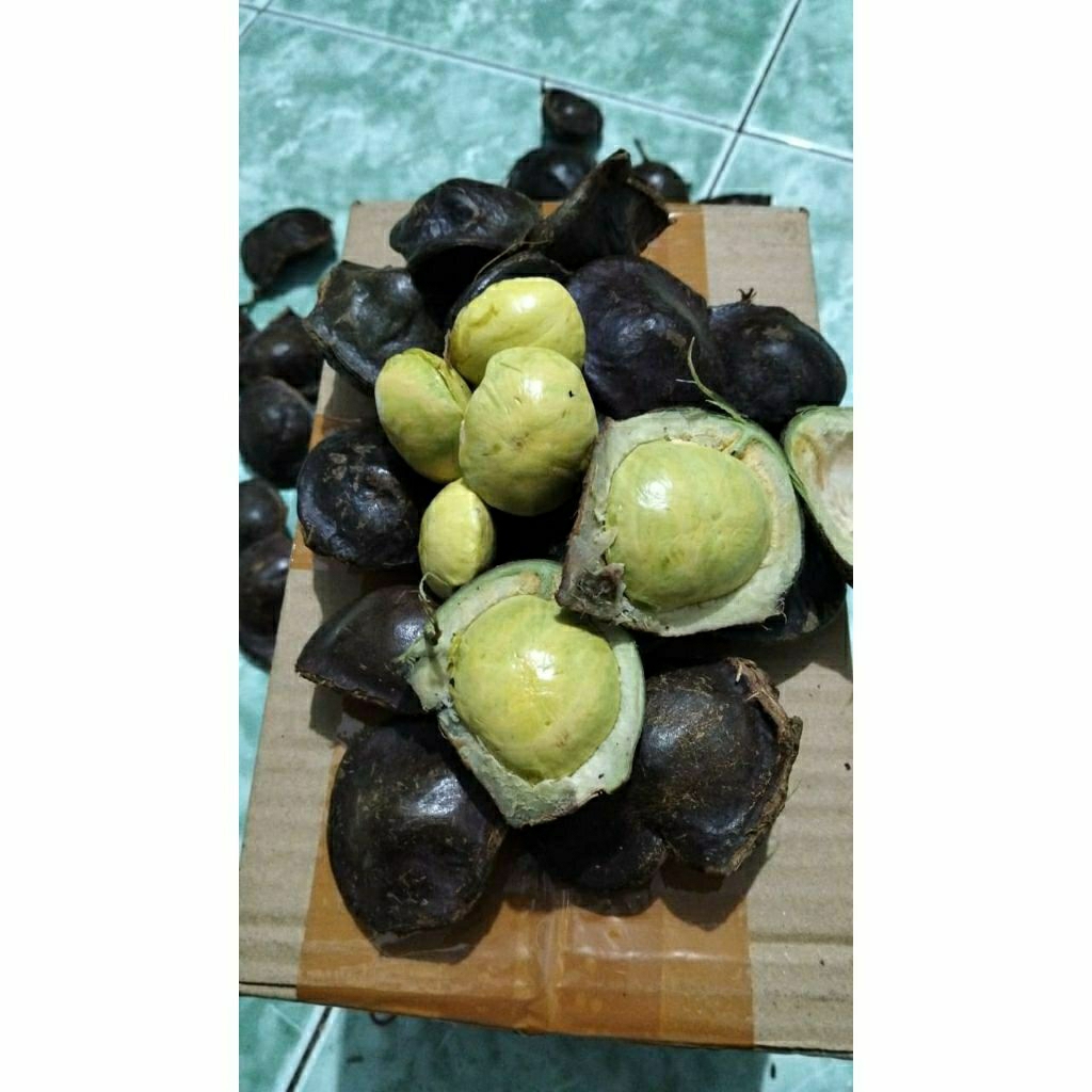 

jengkol muda cangkang 1000g peres renyah empuk