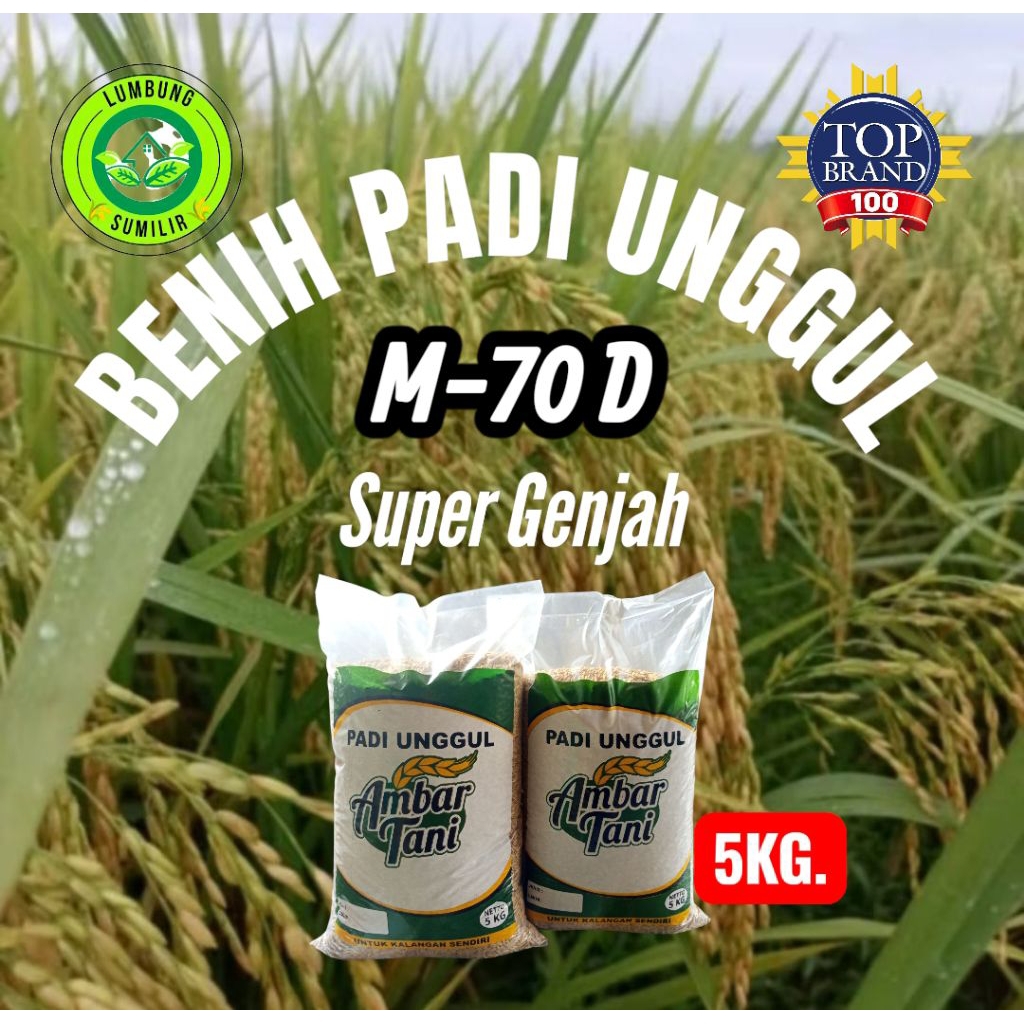 Benih Padi Unggul (Super Genjah) M-70D Kemasan 5KG