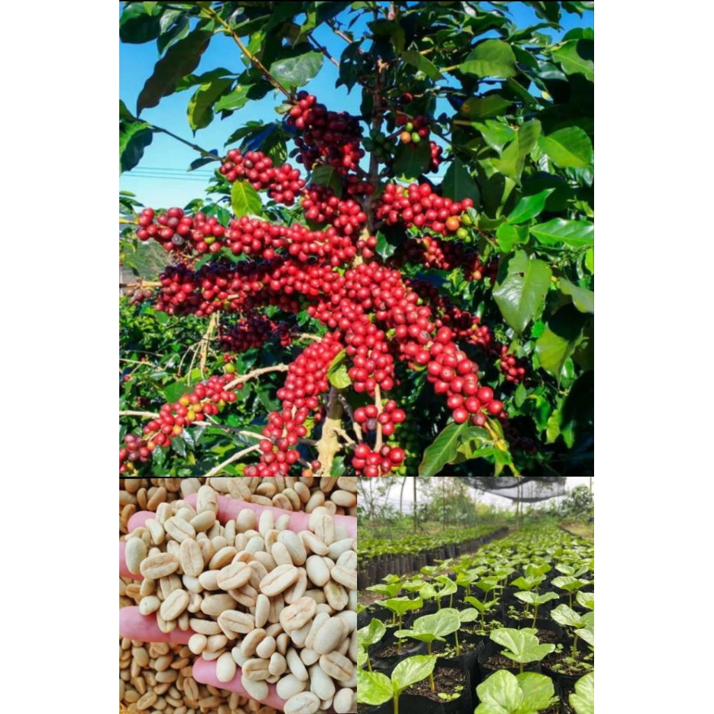 BIBIT BIJI KOPI-BIJI BENIH KOPI ARABIKA ATENG UNGGUL