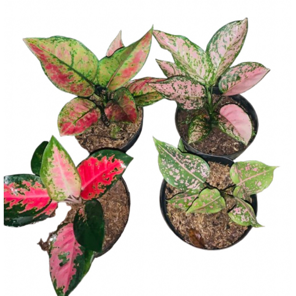 paket 4 tanaman hias aglonema Valentine/kochin/heng heng/ruby compacta