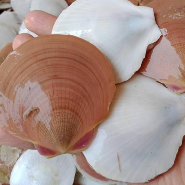 Kerang Simping 1Kg Kerang Simping Segar Seafood Kerang Laut Segar