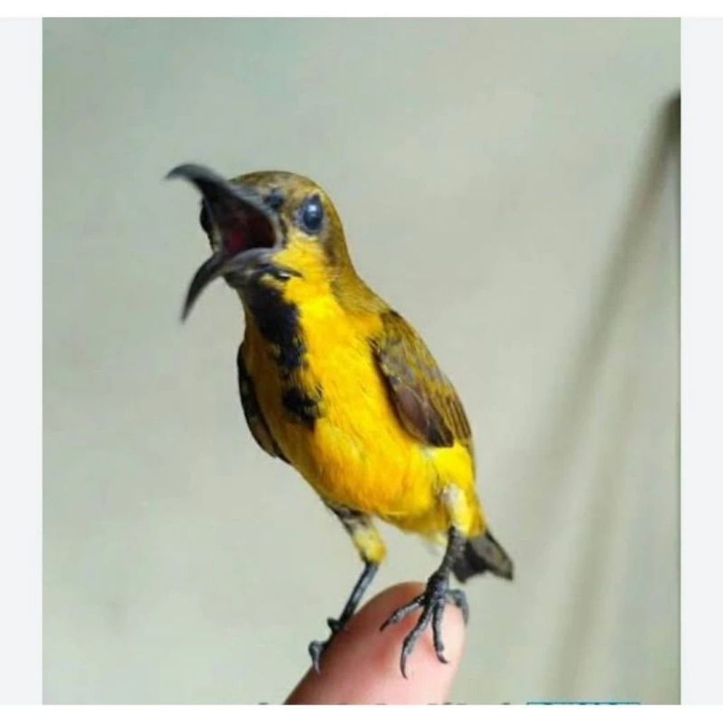 sogon trotol jantan pilihan super