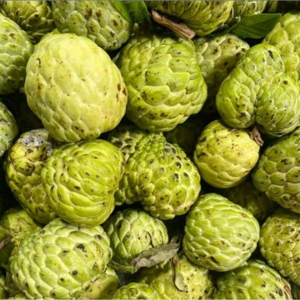 buah srikaya lokal fresh srikaya asli manis 1kg