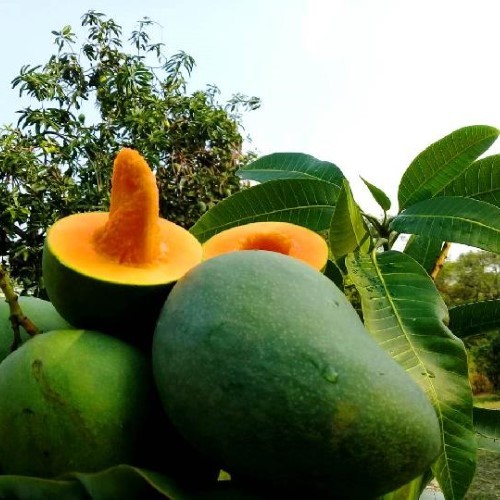 Bibit Buah Mangga Gadung |Buah Mangga Gadung |Bibit Buah