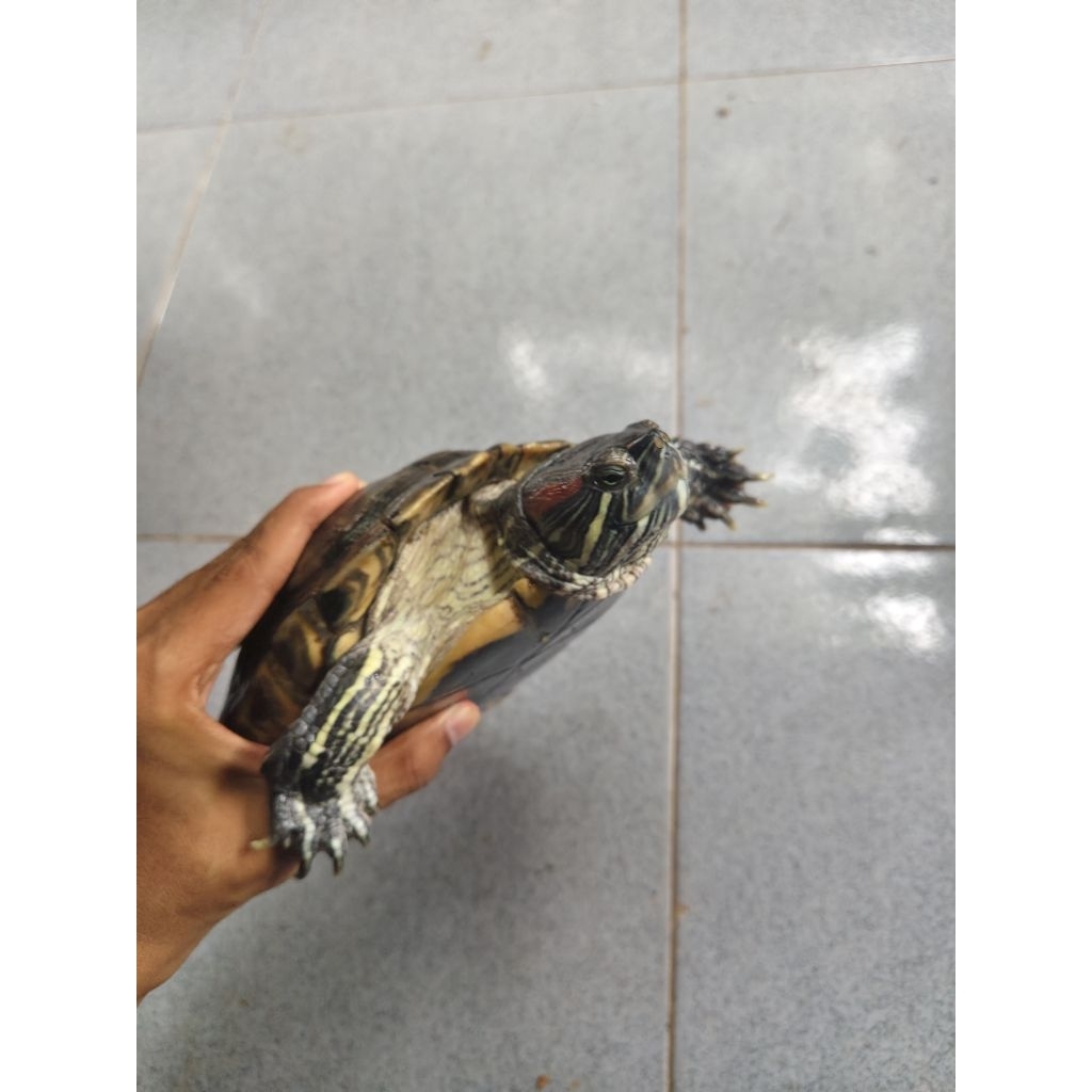 Kura Kura Brazil Hidup Betina Sehat Besar