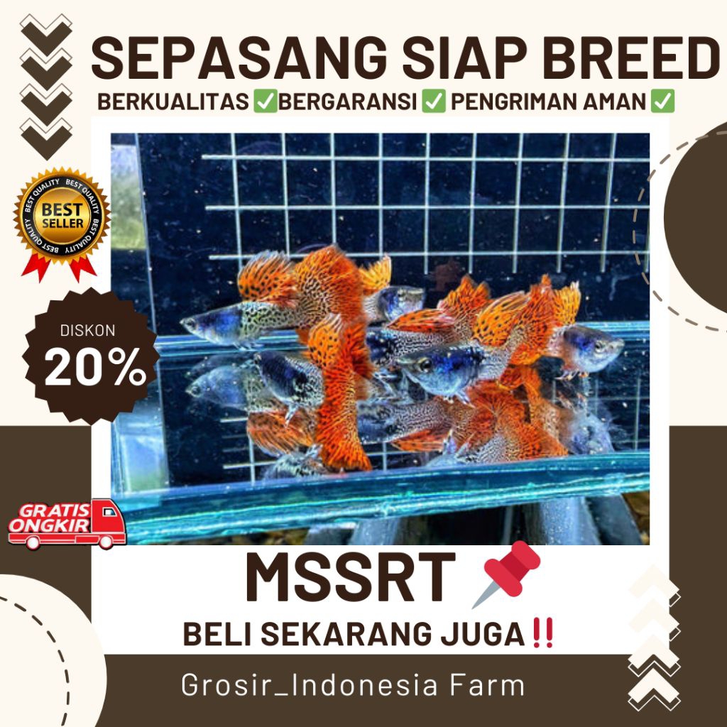 Hiasan Aquarium Gambar Guppy MSSRT Sepasang Indukan