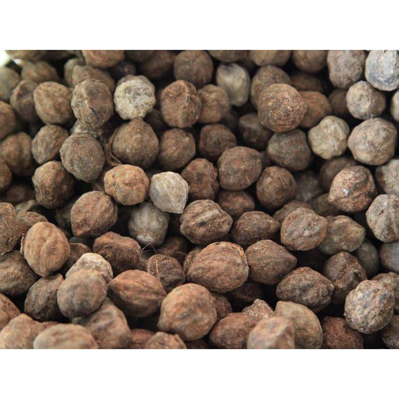 Kemiri Utuh 1Kg Masih Ada Cangkang Kulit Untuk Bumbu Rempah dan Herbal