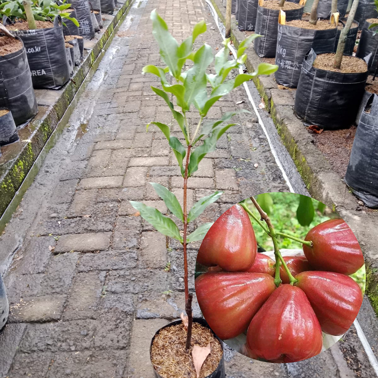 Bibit Tanaman Jambu Air Dalhari| Jambu Air